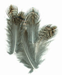 Partridge Wing & Hackles