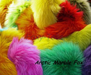Arctic Fox