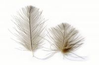 Cul de Canard (CDC) Feathers