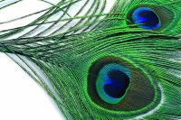 Peacock Quill, Herl, Sword