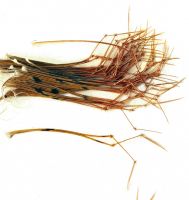 Pheasant - Hopper, Daddy Legs