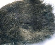 MUSKRAT