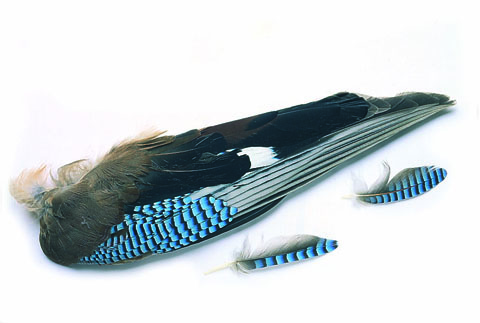Blue Jay Whole Wings (pair)