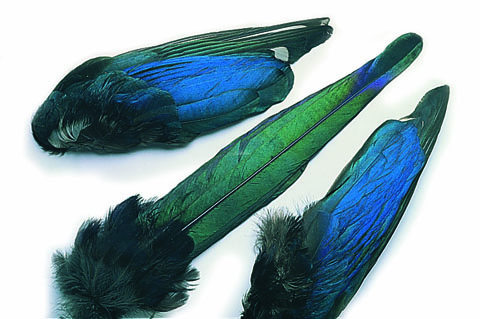 Magpie Feathers
