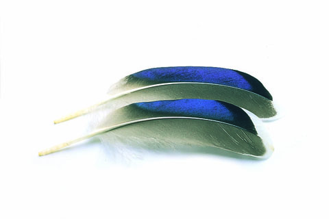 Mallard Duck Wing Quills Blue White Tip (Butcher Blues)