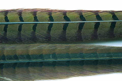 Cock Pheasant Centre Tail Feathers - Natural Or Dyed