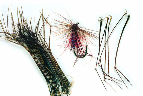 Cock Pheasant Hopper Legs. Natural or Dyed
