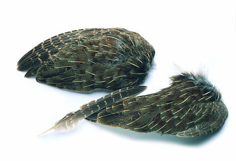 Cock Pheasant Wing Quills