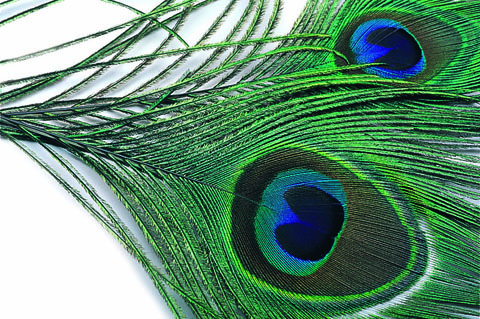 Peacock Eye Top - Natural or Dyed Black