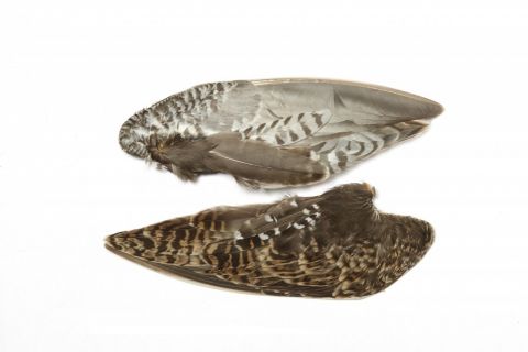 Snipe Wings