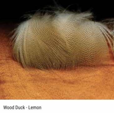 Wood Duck - Lemon