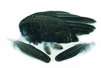 Grouse Wings (pair)