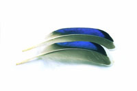 Mallard Duck Wing Quills Blue White Tip (Butcher Blues)