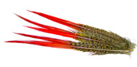 Golden Pheasant Red Spears