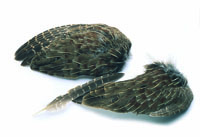 Partridge Wings