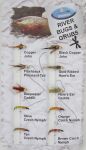 Dragon River Bugs & Grubs