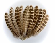 Hen Pheasant Wing Quills