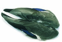 Mallard Duck Whole Wings (Pair)