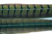 Cock Pheasant Centre Tail Feathers - Natural Or Dyed - Veniards